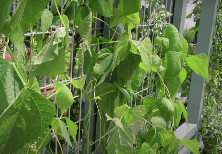 growing beans on a trellis